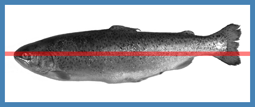 A widget_horizontal_cursor on top of an
image.