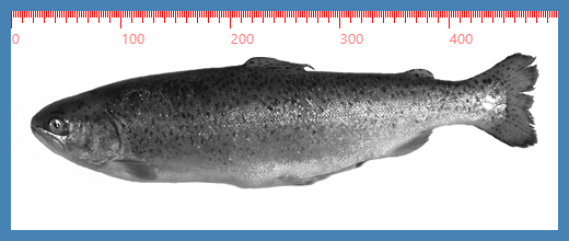 A widget_horizontal_scale on top of an
image.