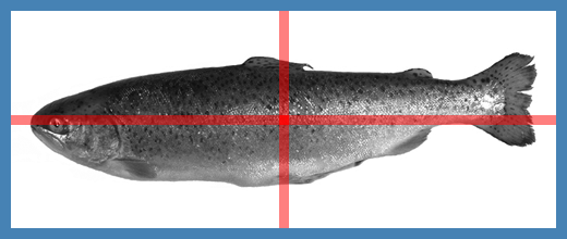 A widget_orthogonal_cursor on top of an
image.