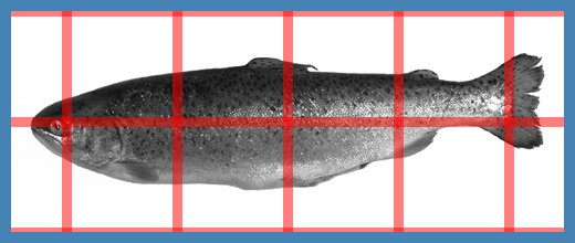 A widget_orthogonal_grid on top of an
image.